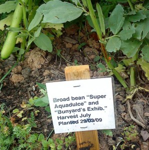 Broad beans 28-06-09 - cropped 3