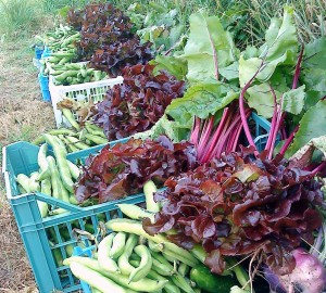 Camel CSA 03-07-09 Camel CSA - small veg boxes