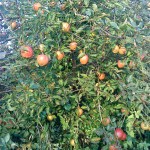 apples-lord-hindlip-camel-csa 25-09-09