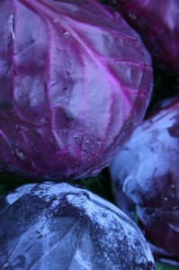 red cabbage-camel csa 30-10-09