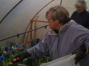 veg-packing-camel-csa 27-11-09 veg-packing-camel-csa 27-11-09