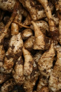 jerusalem artichokes-camel-csa 13-11-09 jerusalem artichokes-camel-csa 13-11-09