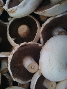 mushrooms-camel csa 27-11-09