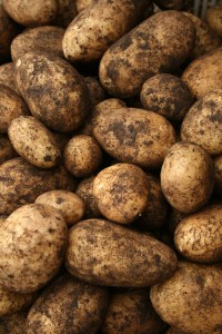 potatoes-camel csa 5-11-09