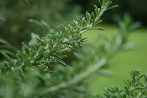 rosemary