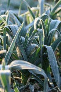 frosty leeks-camel csa-20100107