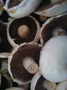 mushrooms-camel csa