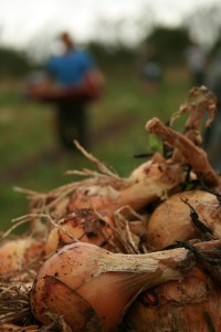 onions-camel csa 