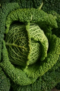 savoy cabbage-camel csa