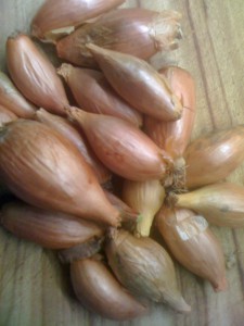 shallots-camel csa 20100129