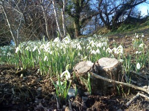Snowdrops 24-01-10