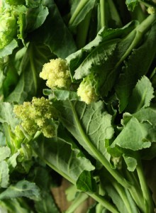 white sprouting broccoli-camel csa