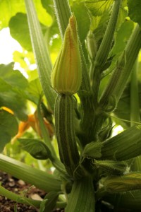 courgette-camel csa-260610