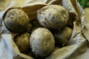 new potatoes-camel csa