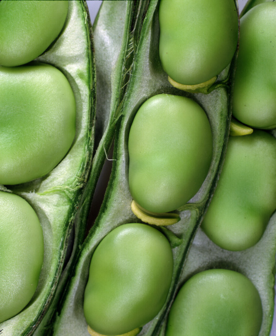 broad-beans-in-pod-camelcsa