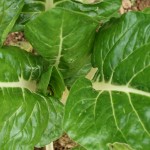 chard-camel csa