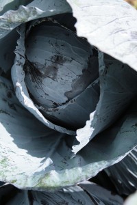 red cabbage-camel csa