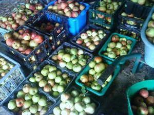 apple-harvest-camelcsa-101010