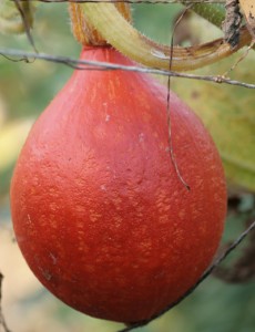 uchiki kuri squash-camel csa