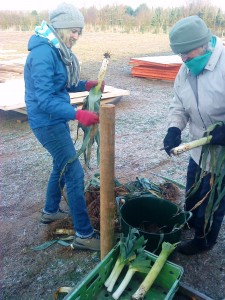 leek-trimming-Christmas-2010-camel-csa