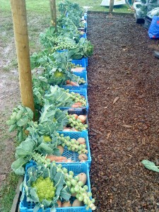 Small-veg-boxes-camelcsa-271110