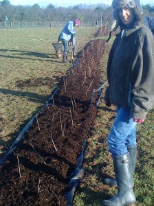 Mulching-camel-csa-090111 4