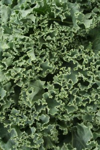 curly kale