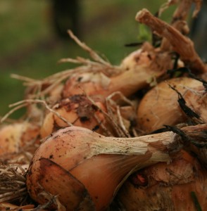 onions-camel csa
