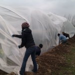 First polytunnel cover 06-03-11 11 First polytunnel cover 06-03-11 11