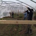 First polytunnel cover 06-03-11 8 First polytunnel cover 06-03-11 8