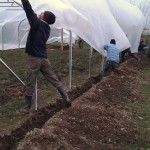 First polytunnel cover 06-03-11 9 First polytunnel cover 06-03-11 9