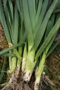leeks-camel csa