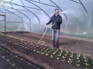 polytunnel-watering-camelcsa-030411