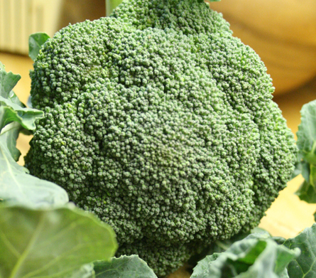 broccoli-camelCSA