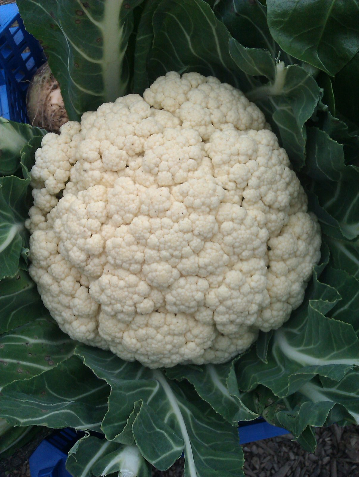 cauliflower-camelcsa-160312