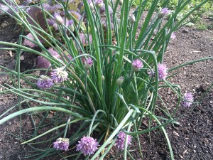 chives-camelcsa-150412