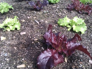 mixed-lettuce-camelcsa-150412