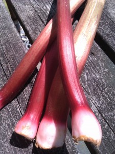 rhubarb-camelcsa-120512