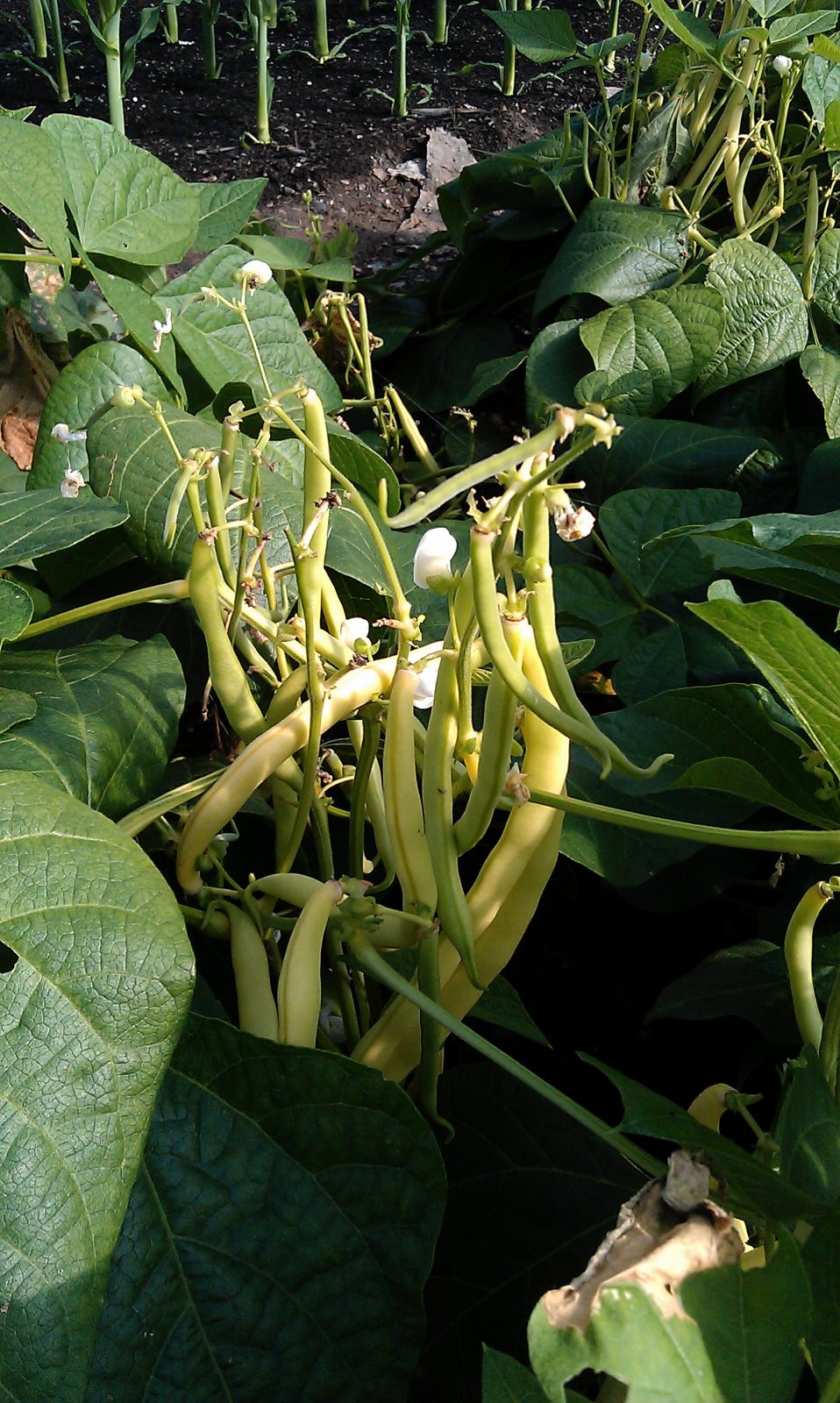 yellow-french-beans-camelcsa-270712