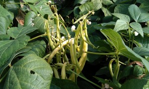 Yellow-beans-camelcsa-270712