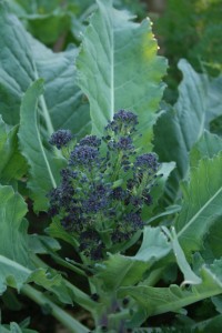 purple-sproutingbroccoli-camelcsa