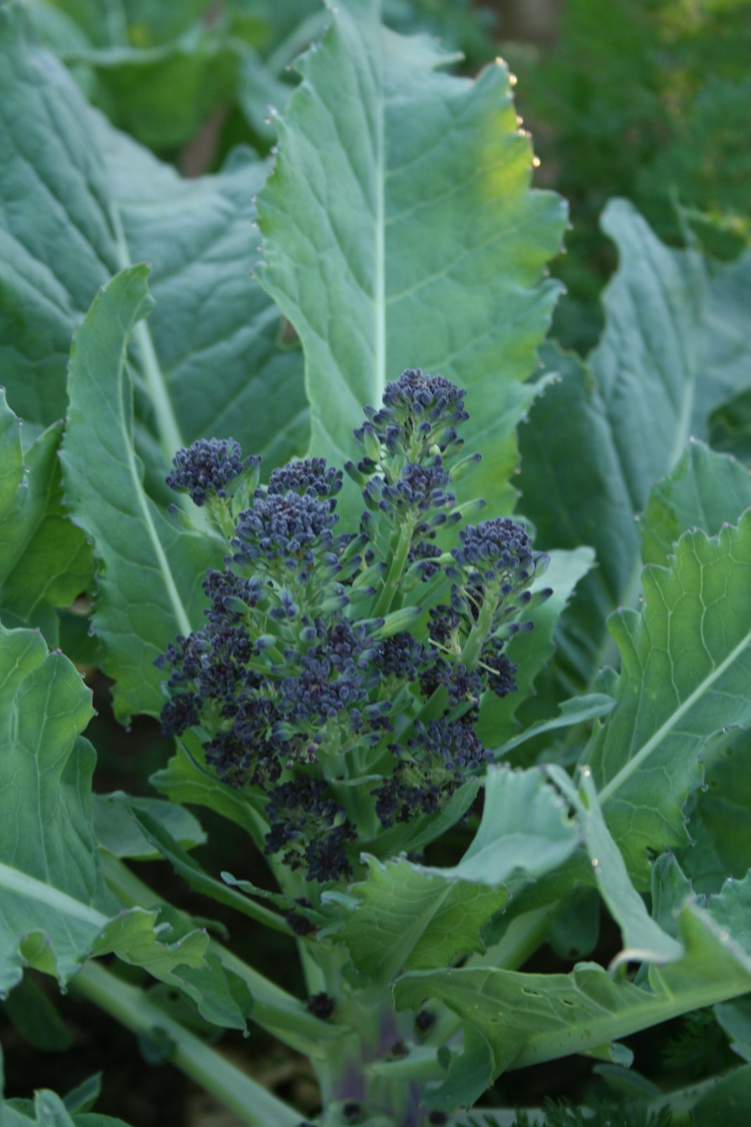 purple-sproutingbroccoli-camelcsa