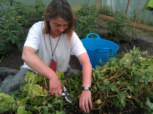 pea-clearing-camelcsa-140613