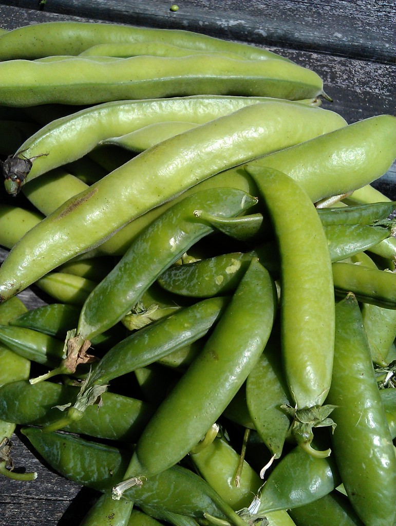 Broad-beans-peas-camelcsa-060713