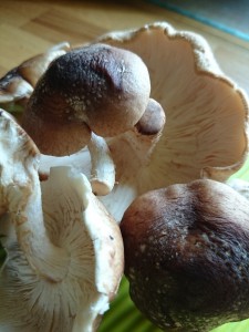 shiitake-mushrooms-camelcsa-250614.JPG