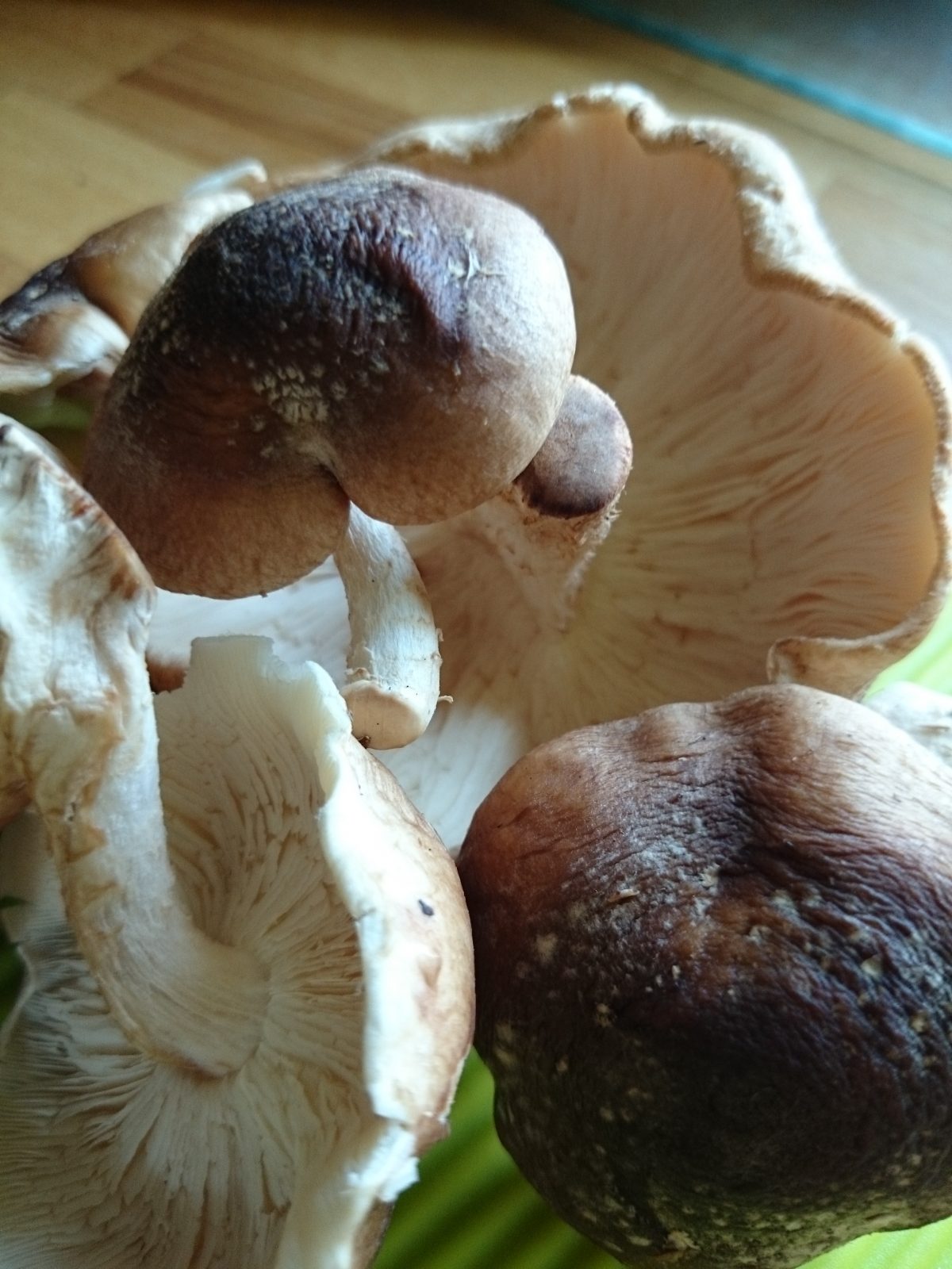 shiitake-mushrooms-camelcsa-250614 .JPG