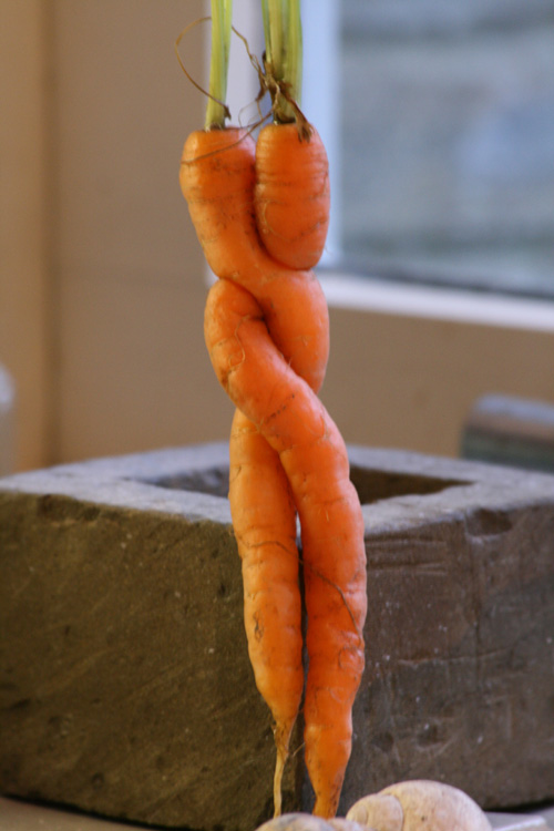 esthers-carrots-camelcsa