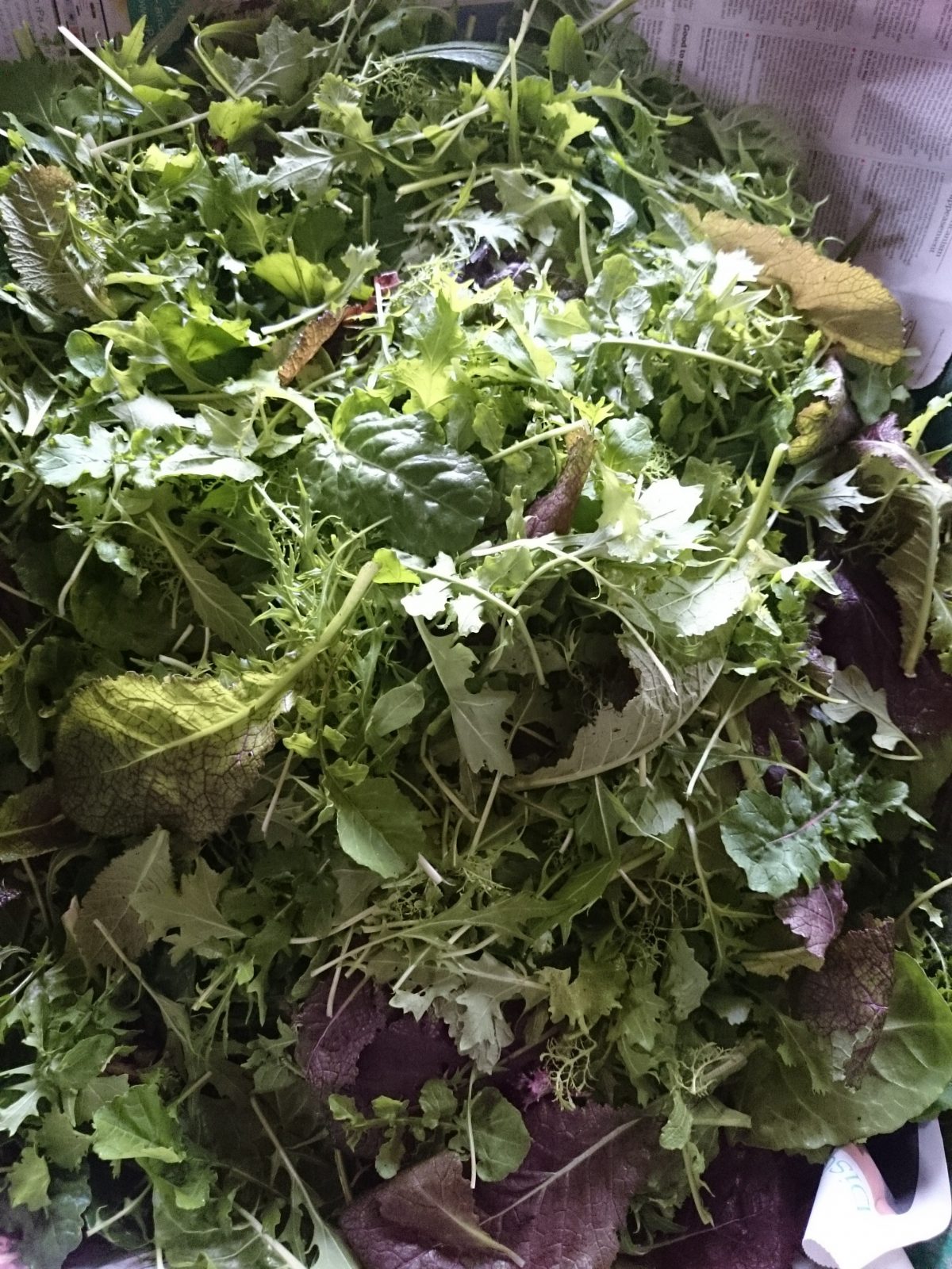 mixed-salad-leaves-camelcsa-160115