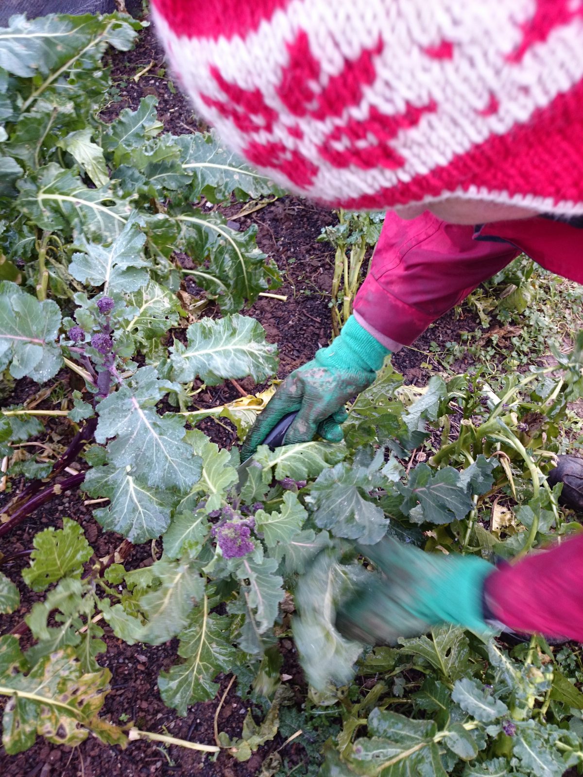 purple-sprouting-broccoli-picking-300115