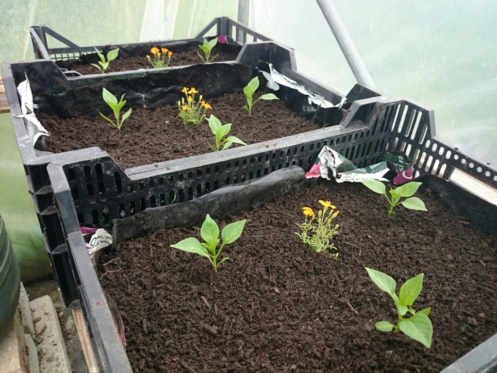 padron-pepper-plants-camelcsa-270415